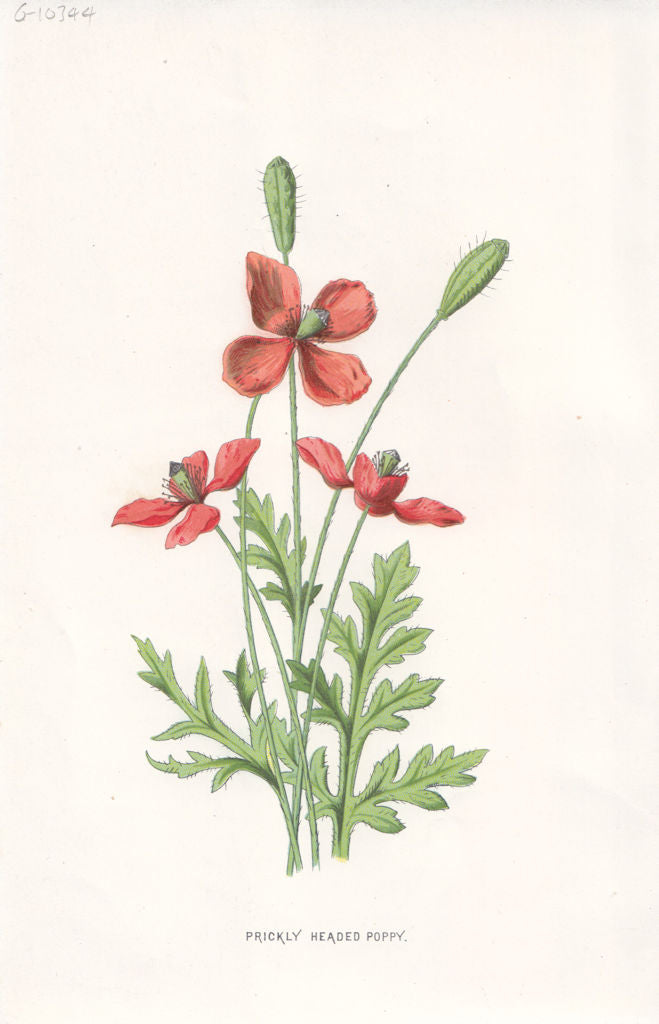 FLOWERS. Prickly-Headed Poppy c1895 old antique vintage print picture